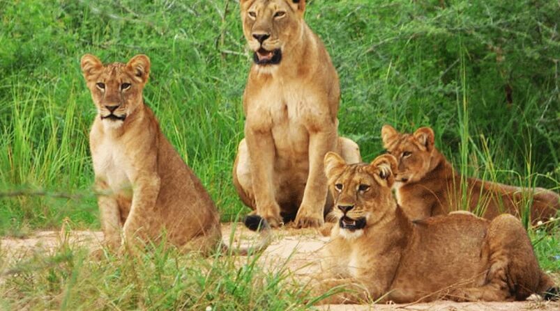 1 Day Akagera Wildlife Safari