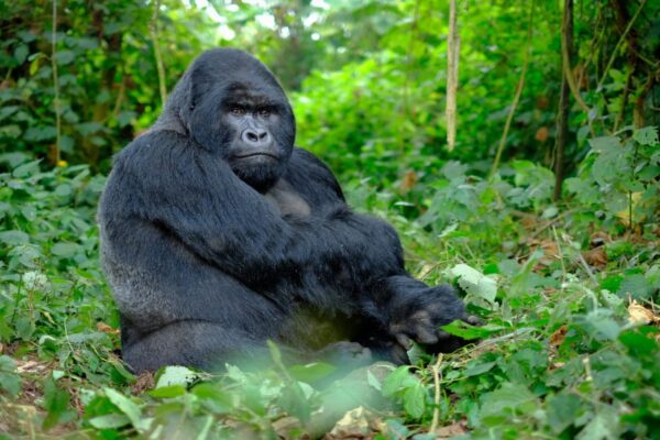 Rwanda Safaris Rwanda Safaris