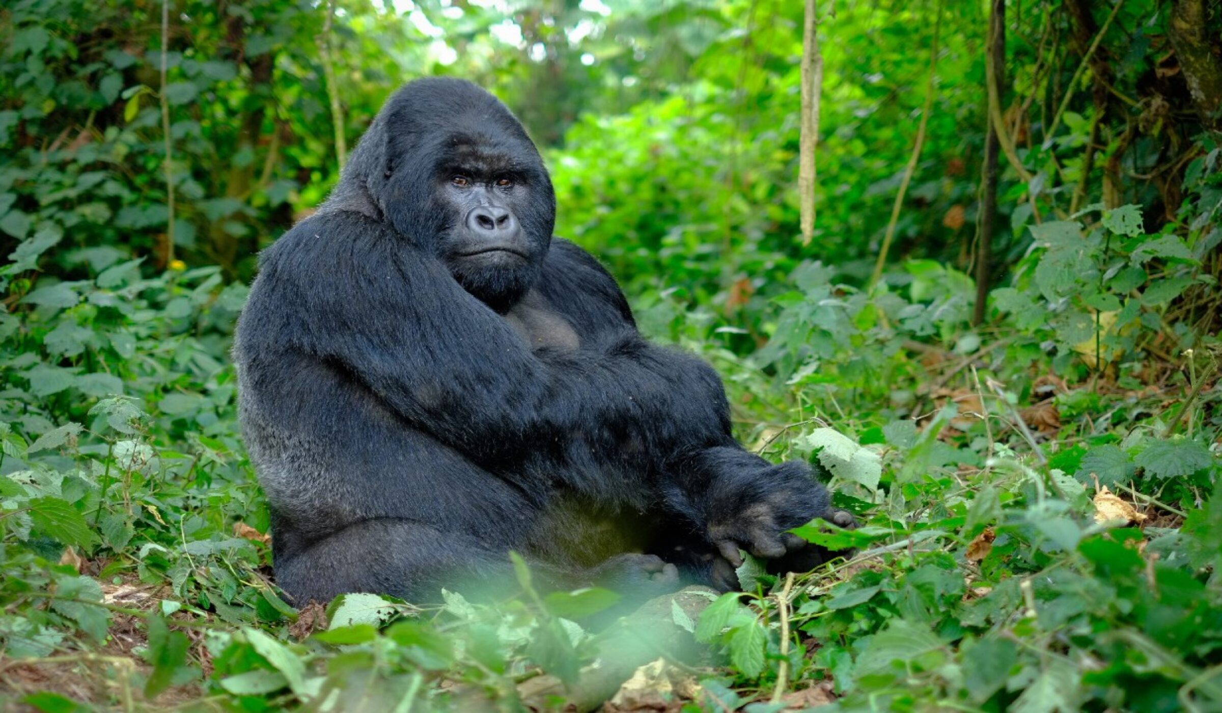 Rwanda Safaris, Kigali Airport Car Hire to Volcanoes National Park | Rwanda