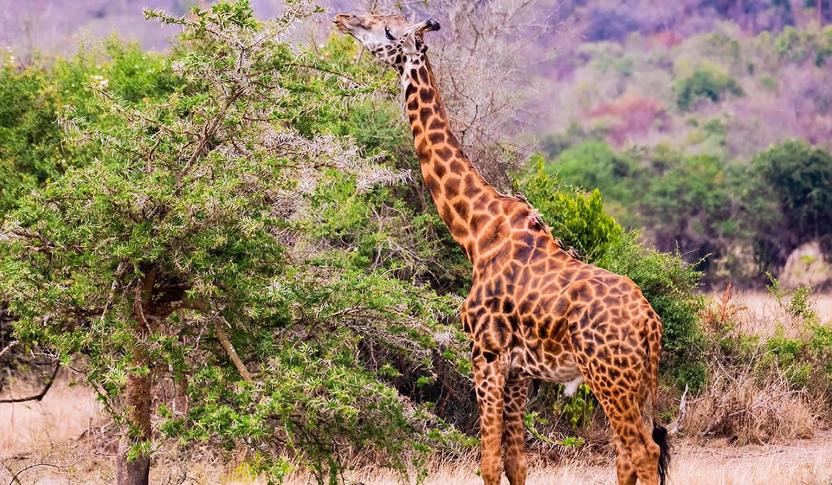 Akagera National Park