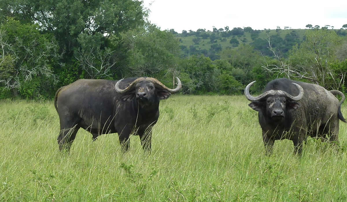 6 Days Best of Rwanda Safari