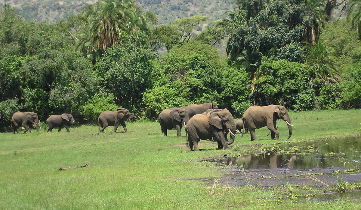 12 Days Grand Rwanda Wildlife Safari
