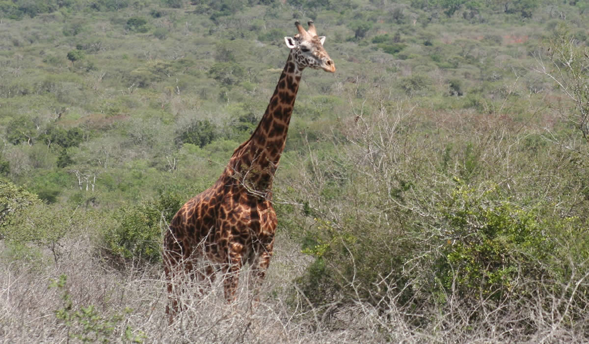 10 Days Ultimate Rwanda Safari