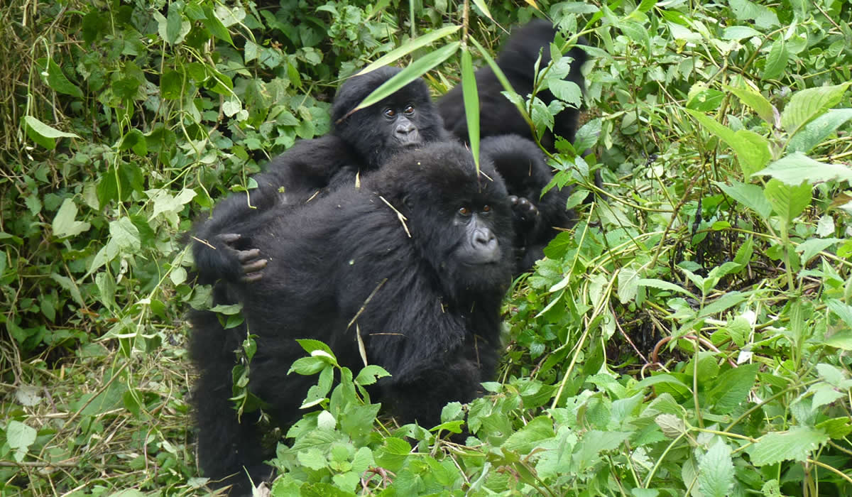 4 Days Volcanoes National Park Safari