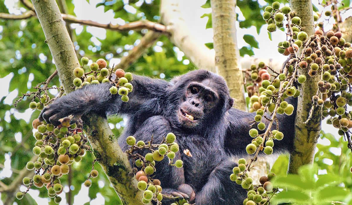 7 Days Rwanda Primates and Wildlife Safari