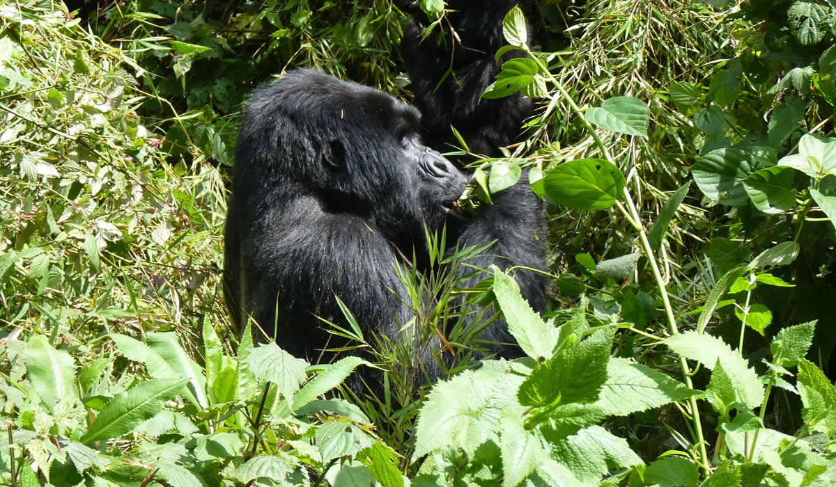 8 Days Luxury Rwanda Safari Tour
