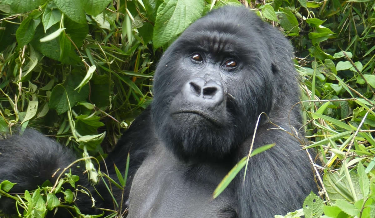 3 Days Rwanda Gorilla Trekking Safari, Rwanda Safaris