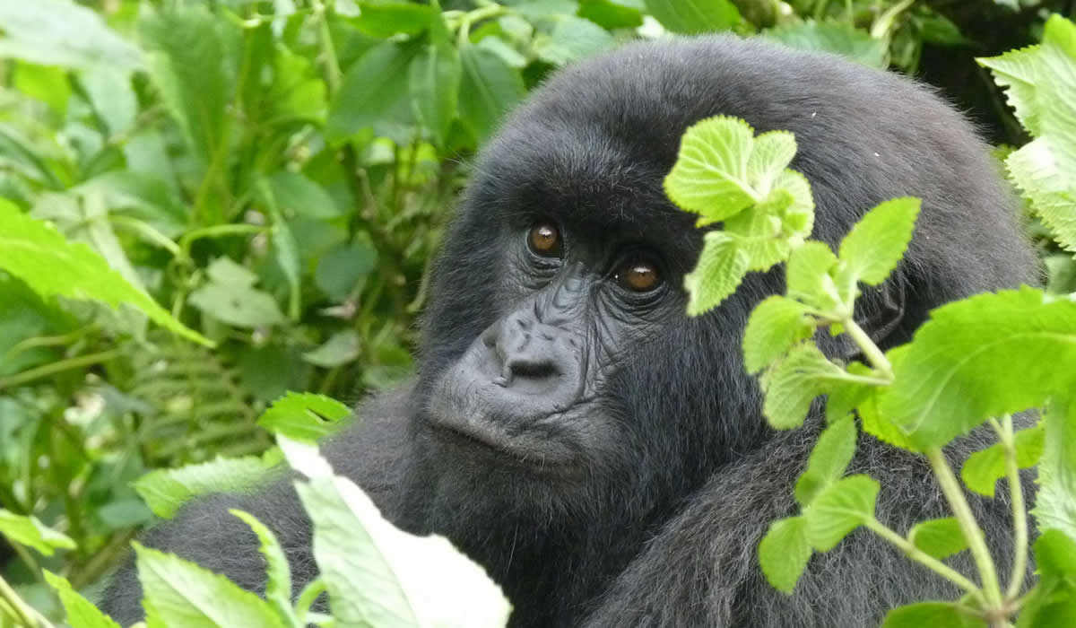 5 Days Rwanda Wildlife and Gorilla Tour