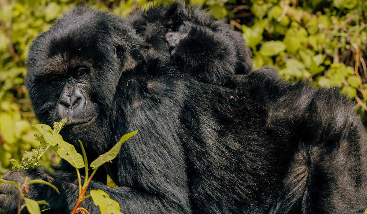 Volcanoes National Park