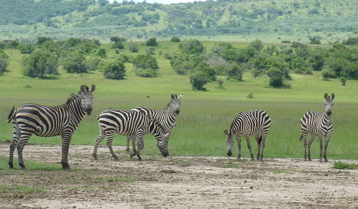 2 Days Akagera Wildlife Safari