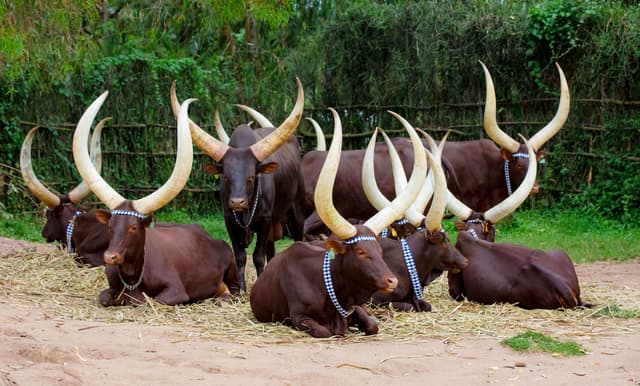 Inyambo cattle at the King’s Palace Museum in Nyanza, Rwanda